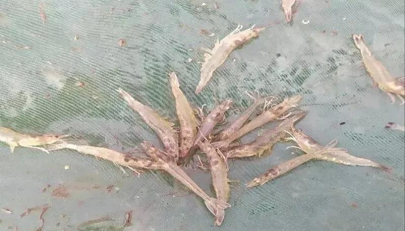 一分钟带你了解对虾肝肠孢虫,对虾肝肠孢虫苗期能看出来吗