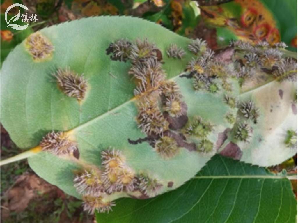 梨锈病用什么农药防治效果好,梨树得了梨锈病防治最佳方法