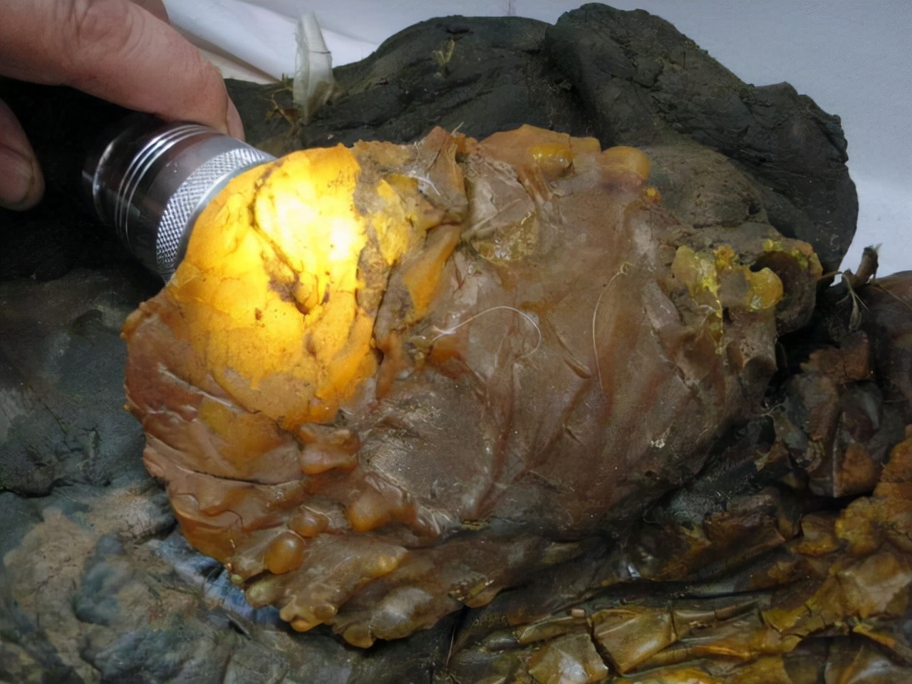 太岁到底是什么生物有多可怕,真正的野生太岁发现多少