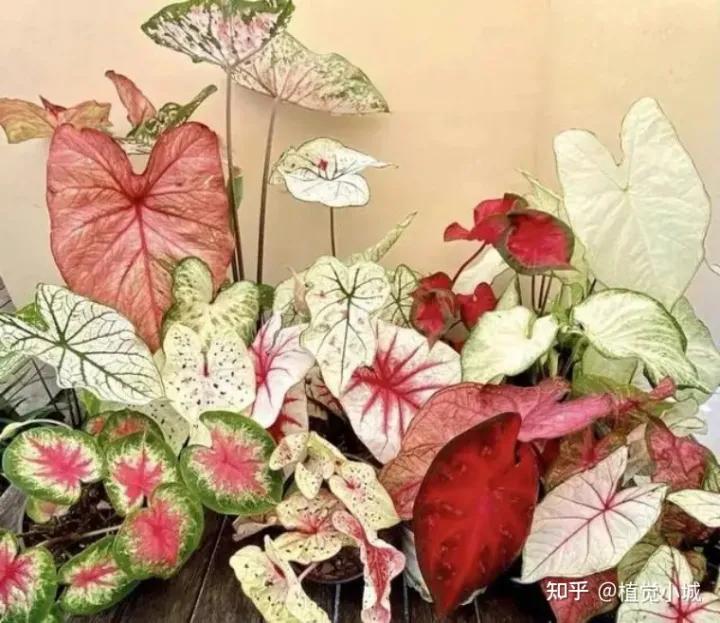 五彩芋类植物怎么养,五彩芋如何养护