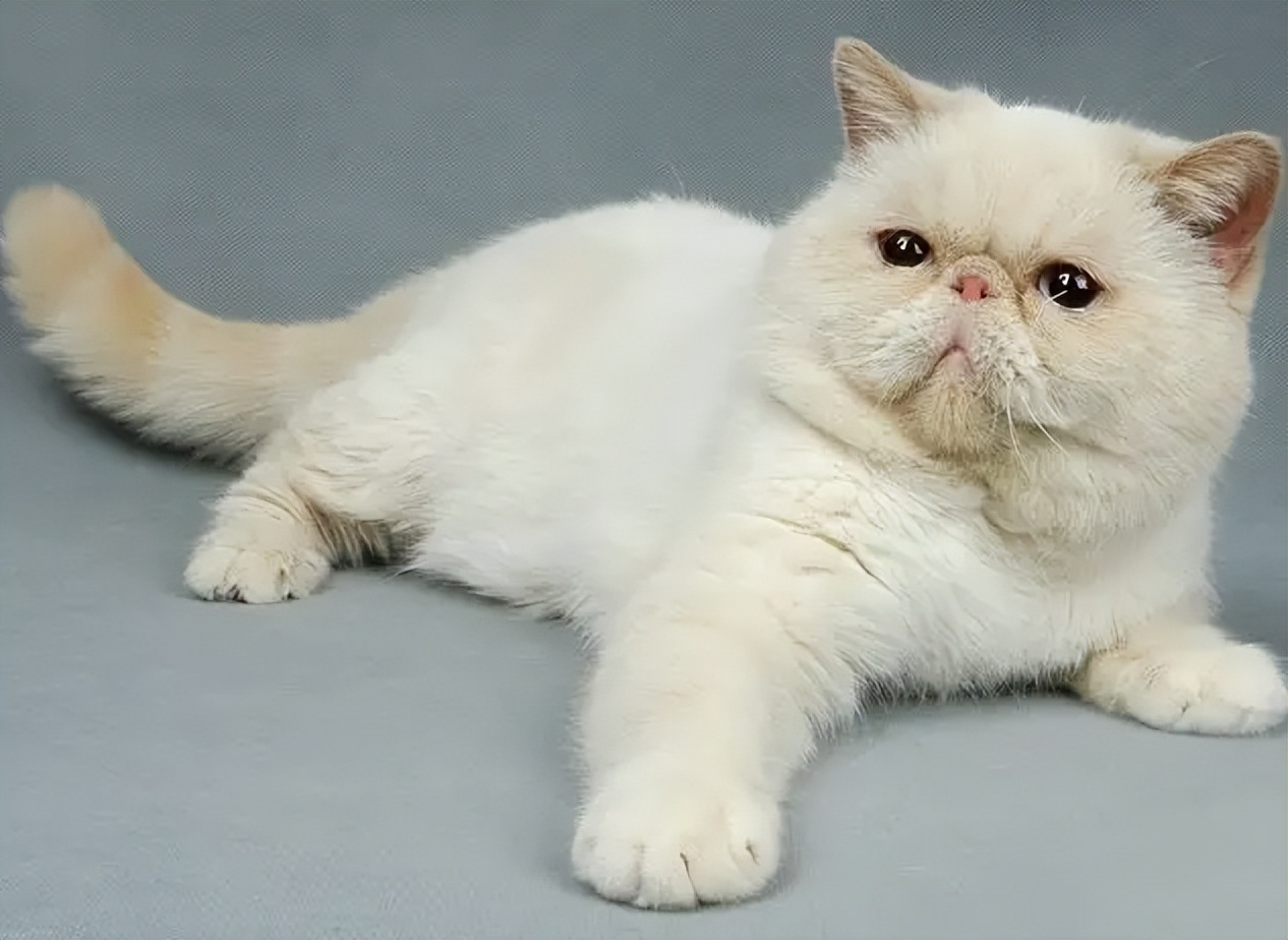 金色短毛猫是什么品种图片及价格,英国短毛猫品种分类标准图片大全