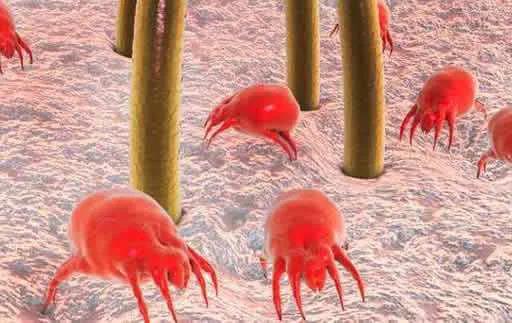 有哪些除螨的办法可靠,除螨怎么能看出有没有效果