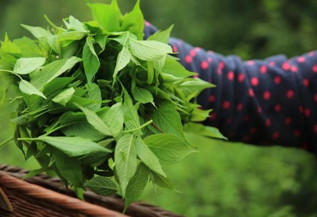 广东老板出资2万种植年入50万,广东老板白手起家全靠自己挣钱