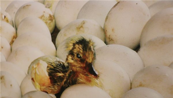 高邮鸭集团食品加工有限公司,江苏高邮鸭集团食品加工