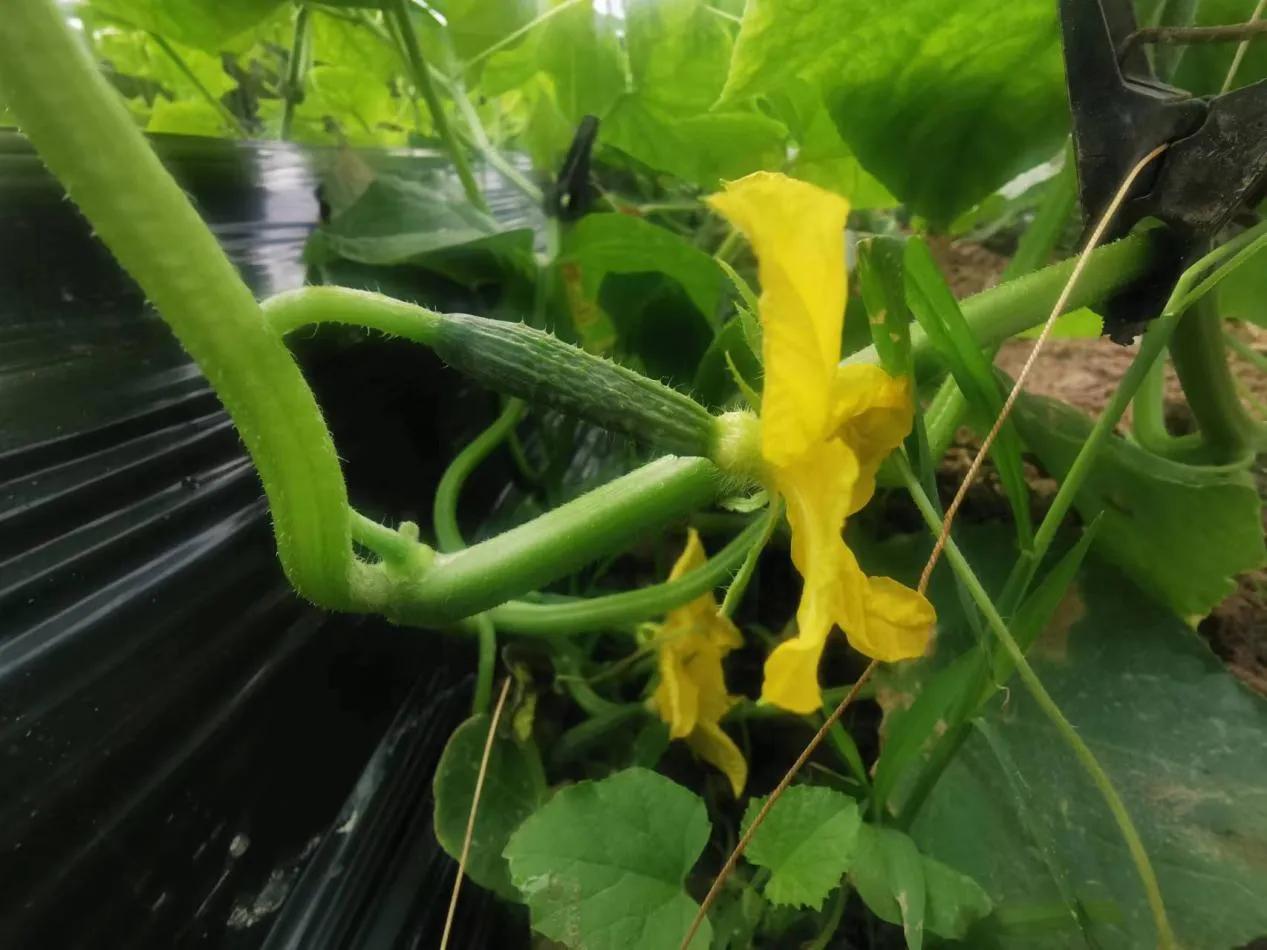 虞城县温室大棚,虞城大棚种植基地