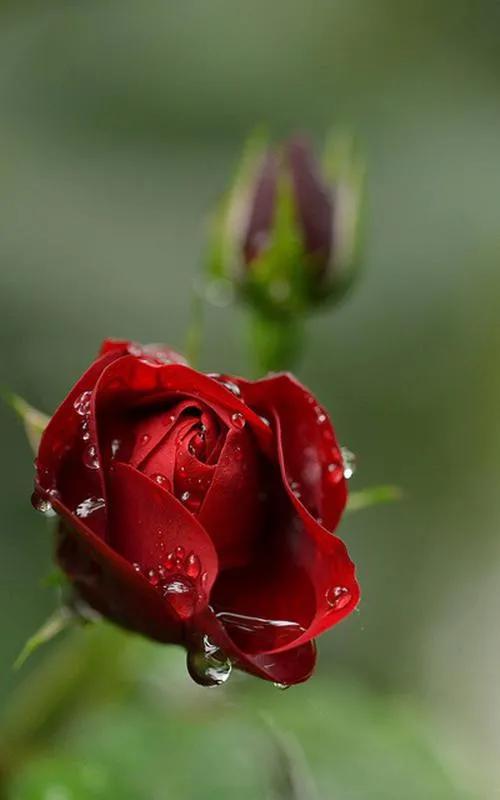 520浪漫玫瑰花壁纸,红玫瑰花壁纸大图