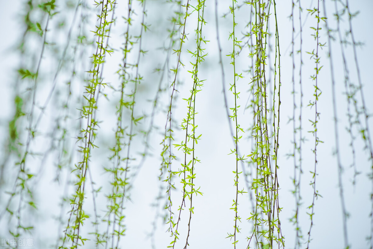 清朝历史冷知识图片大全,清朝的节庆习俗