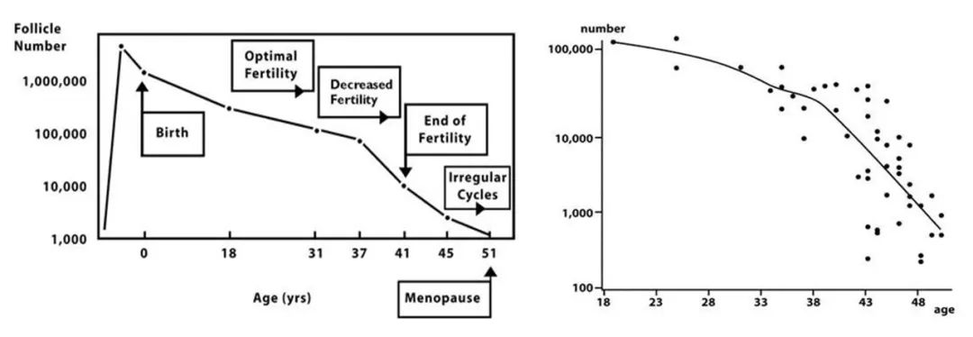 卵巢和年龄的关系,你的卵巢