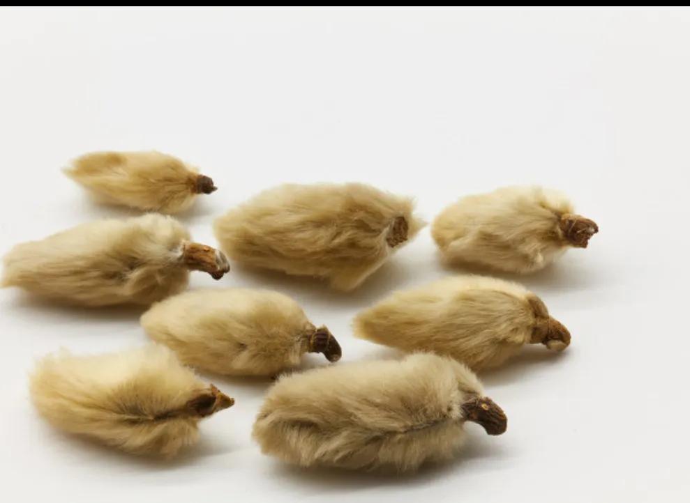 小时候治疗鼻炎吃什么药,小时候治鼻炎用黄色液体药叫什么