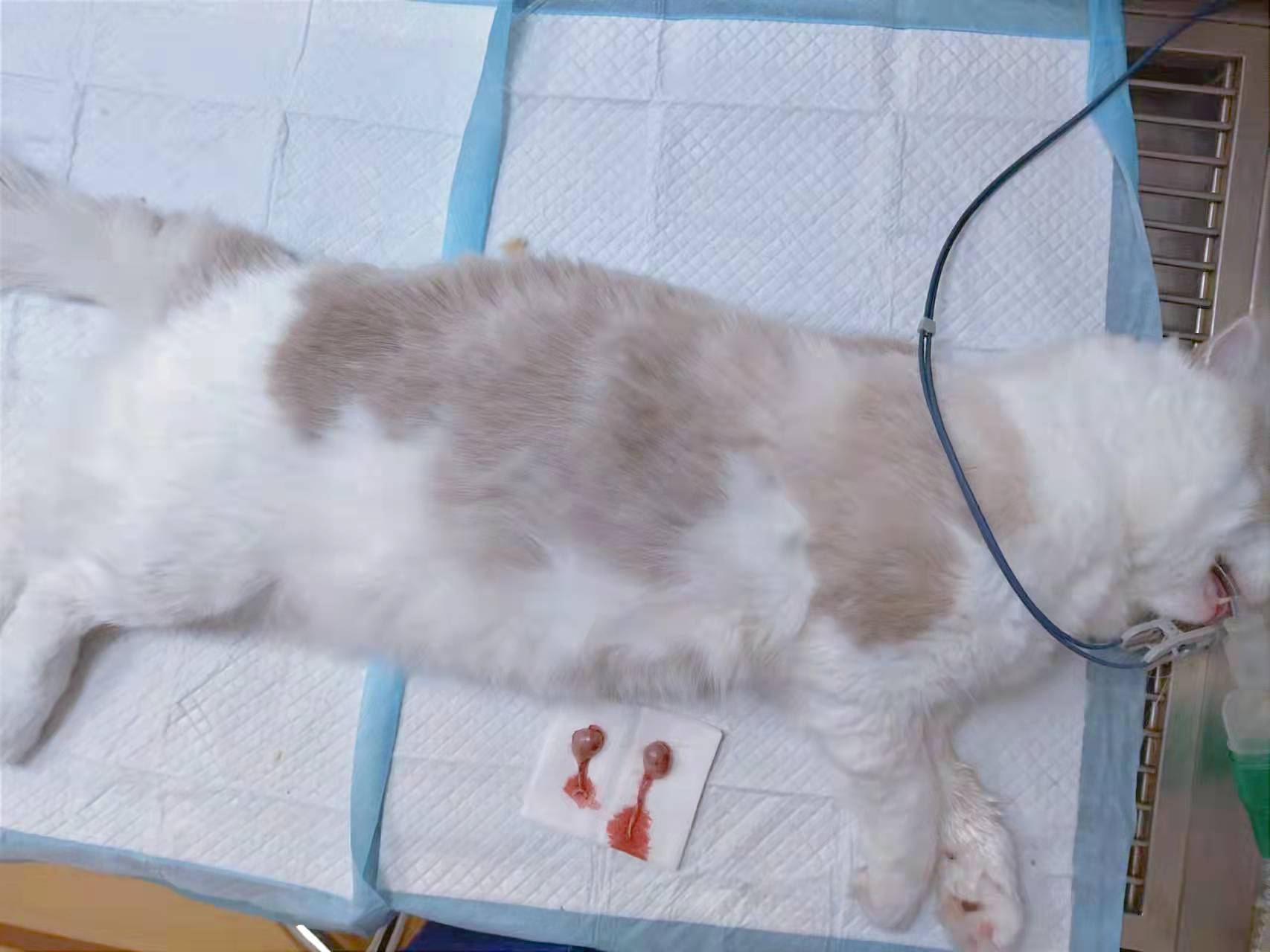 猫咪冬天会闹春吗,猫咪冬天会更爱睡觉吗