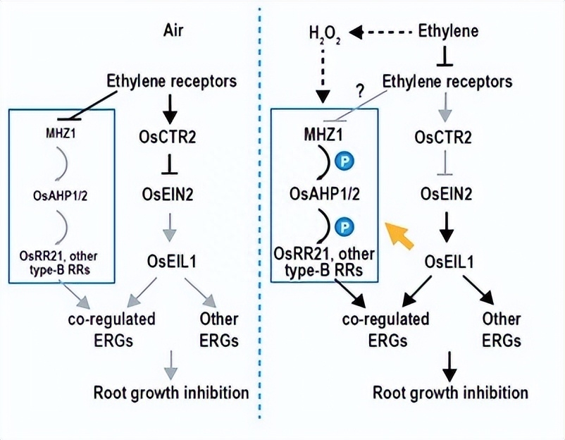 如何使用EOSM290机器，在不同加工条件中，制造出极端形状的薄壁