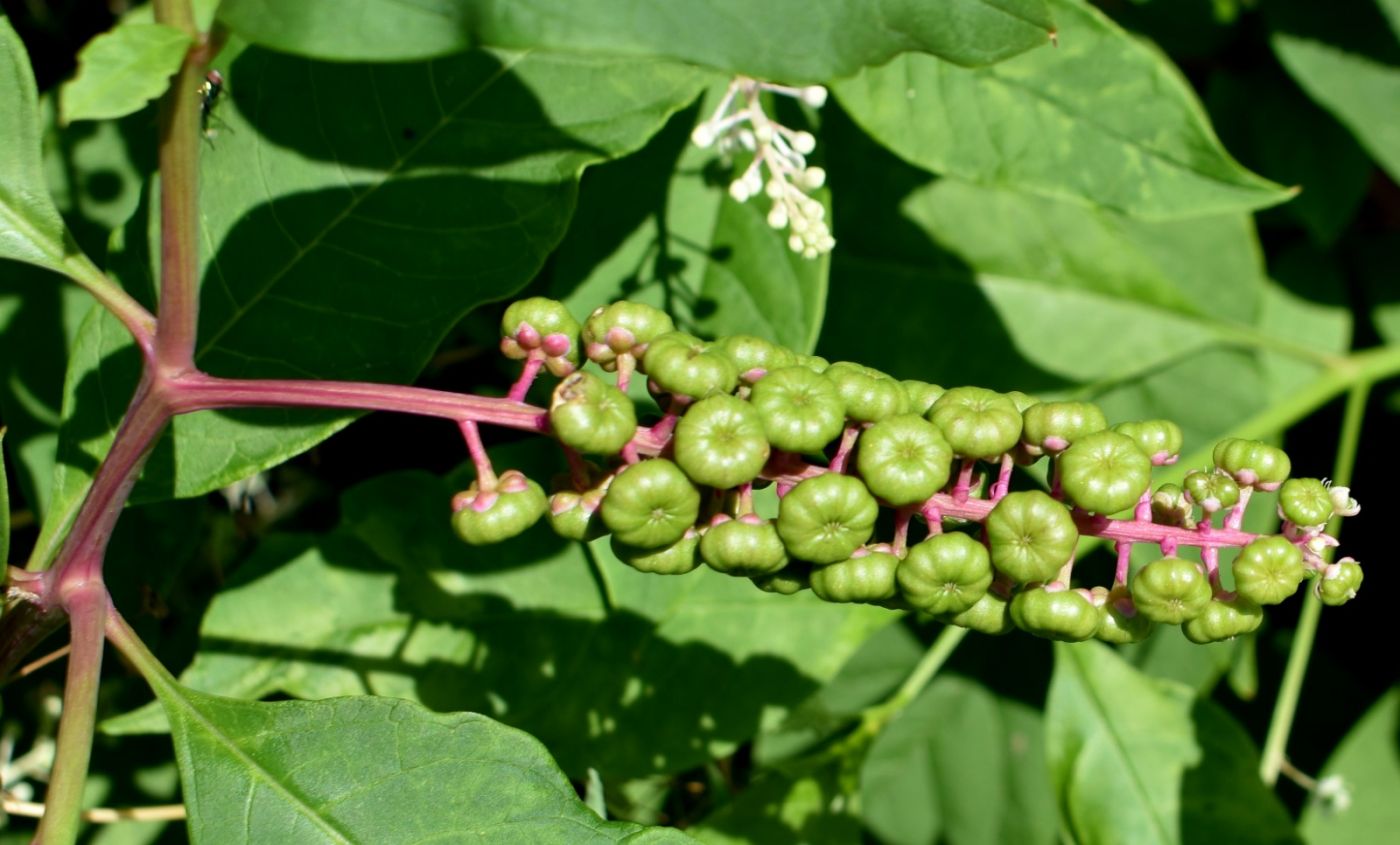 商陆土人参功效,商陆和野生人参区别