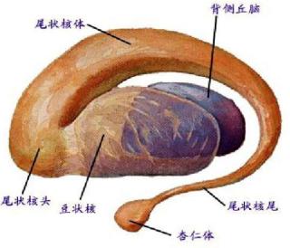 纠正孩子挤眼,儿童健康教育怎么解决