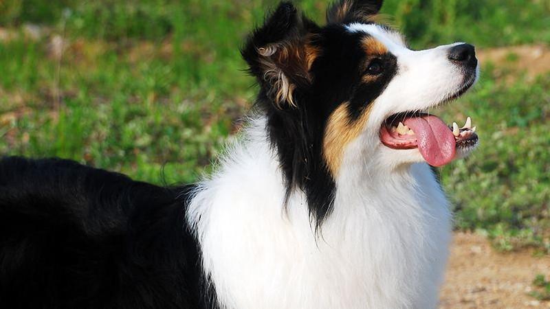 狗界十二大颜值,狗界公认美人