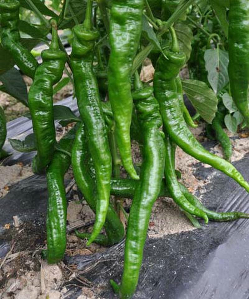 老品种非转基因辣椒种子,辣椒最好品种龙椒种子