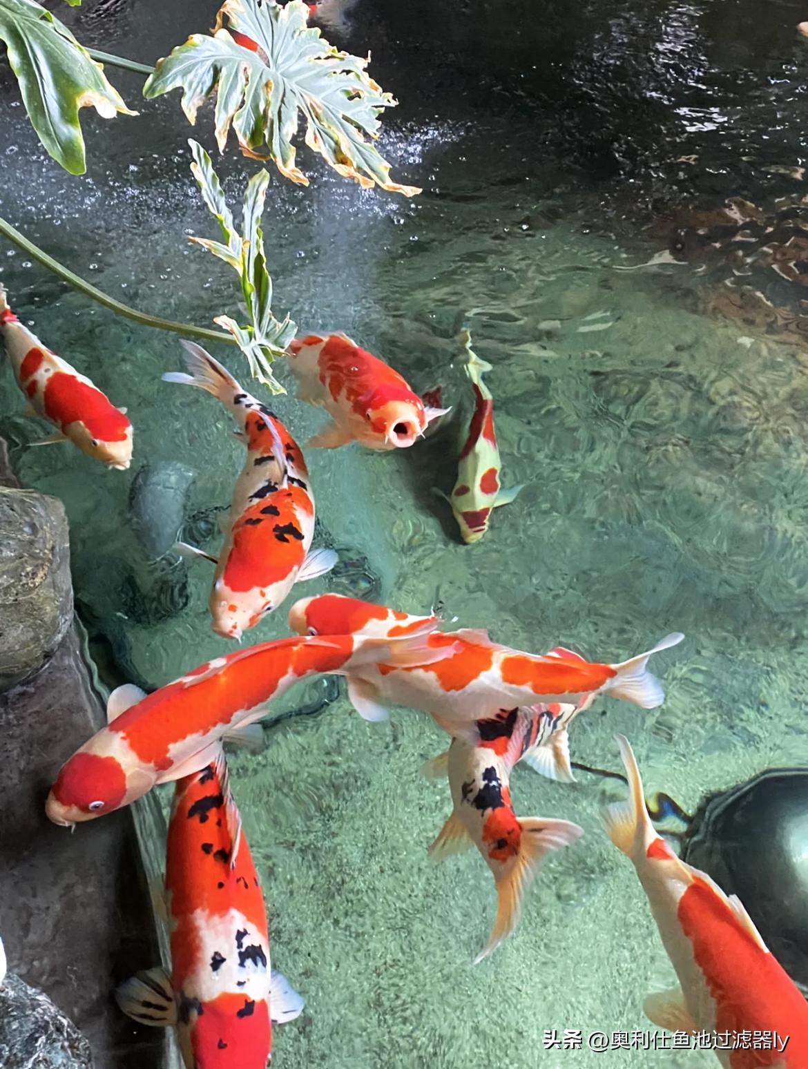 锦鲤鱼池养护价格,春季如何养护锦鲤鱼池中的绿藻