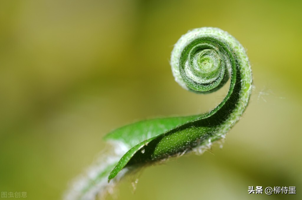 如何拍摄高清花朵照片教程,拍照技术技巧花朵