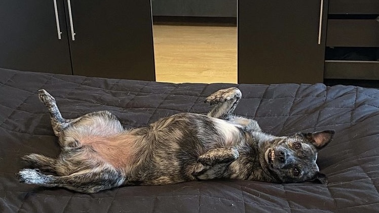 狗狗眼睛被眼屎糊住了怎么办,狗狗眼睛被撞凸出来怎么办