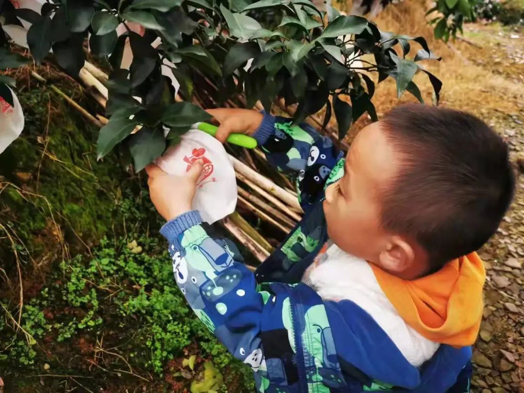 回老家创业种柑橘,大学生创业种柑橘