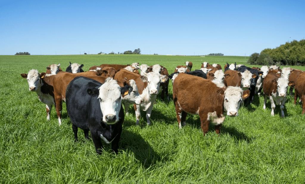 如何通过采食时间看牛有没有吃饱,养牛吃草多久能吃饱