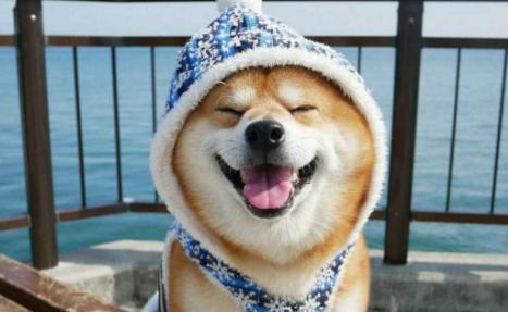 柴犬呕吐怎么处理,柴犬拉稀呕吐肚子一直叫怎么办