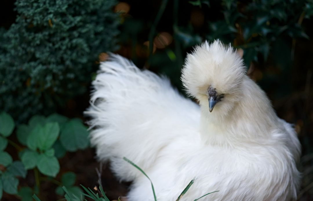 板栗胡萝卜玉米炖乌鸡,乌鸡炖玉米胡萝卜