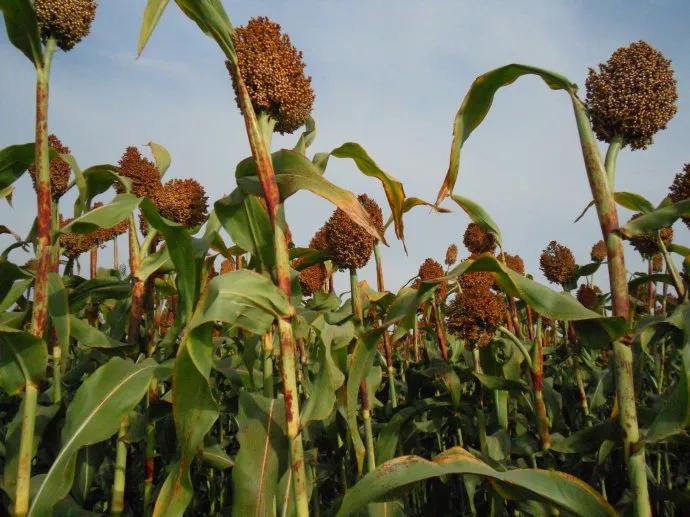 高粱品种图片大全,高粱乌米图片