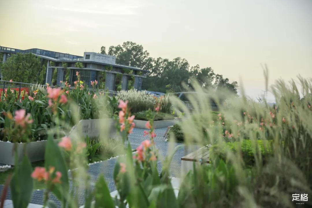 雨林打卡网红地滑梯,深圳哪里有超大型滑梯