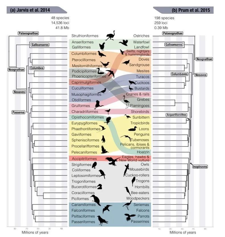哪些鸟是猛禽,什么鸟属于猛禽