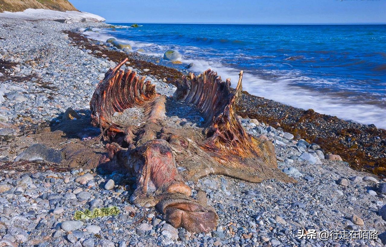 被老外忽悠的因纽特人,因纽特人被忽悠拍摄