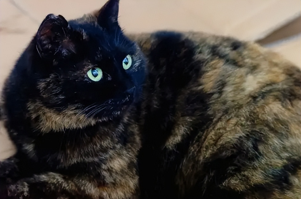 你以为你养的中华田园猫,家里养了中华田园猫