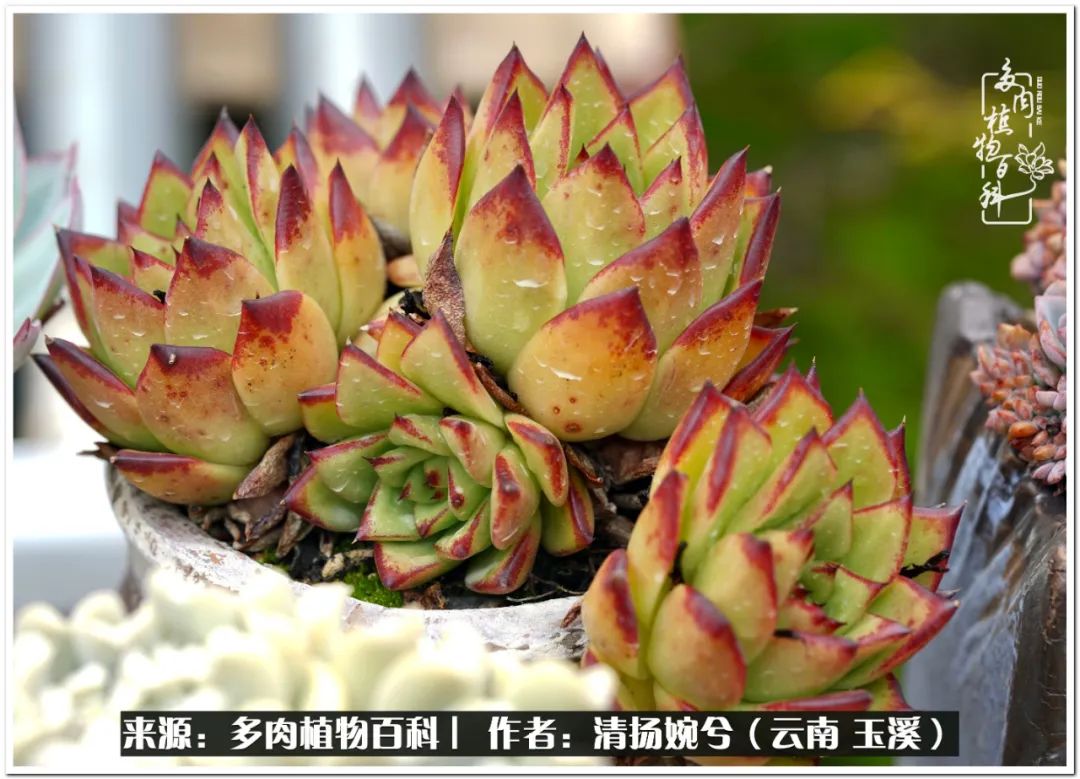 夏天好养颜值高的多肉,可爱的小多肉