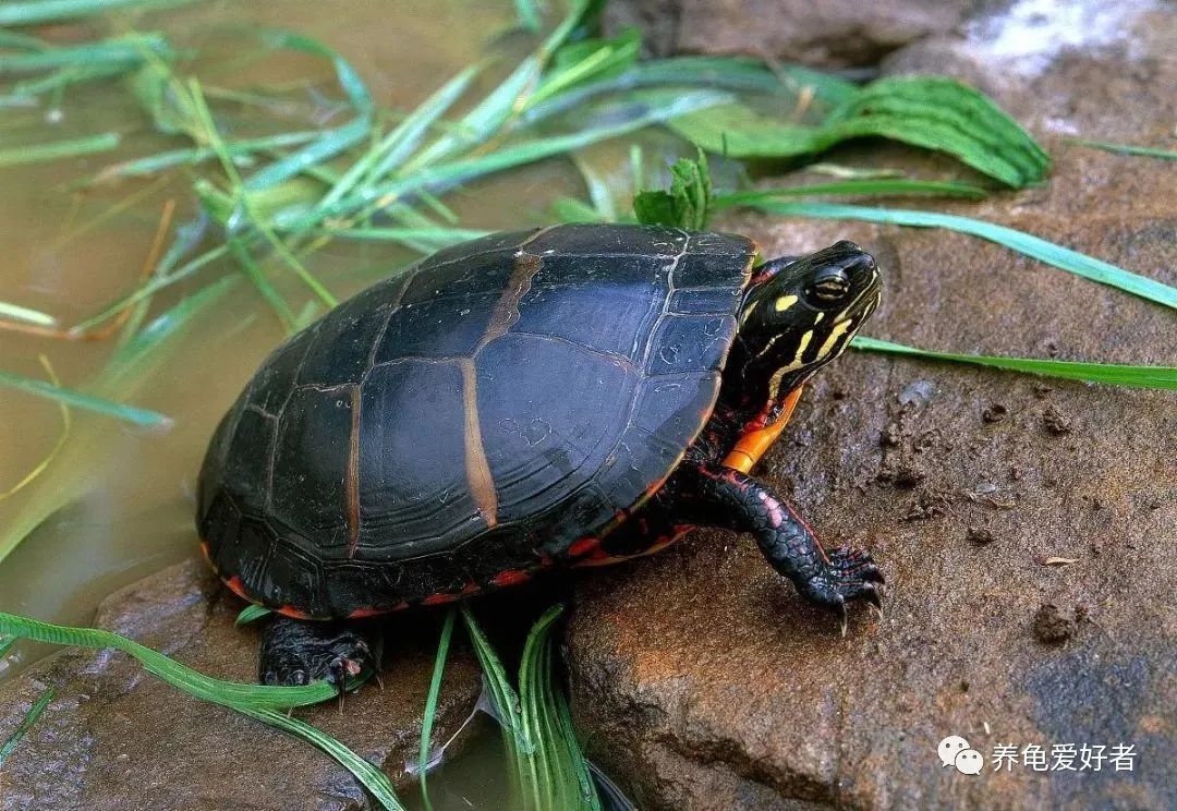 哪种龟好养通人性,哪种龟最有灵性还贵