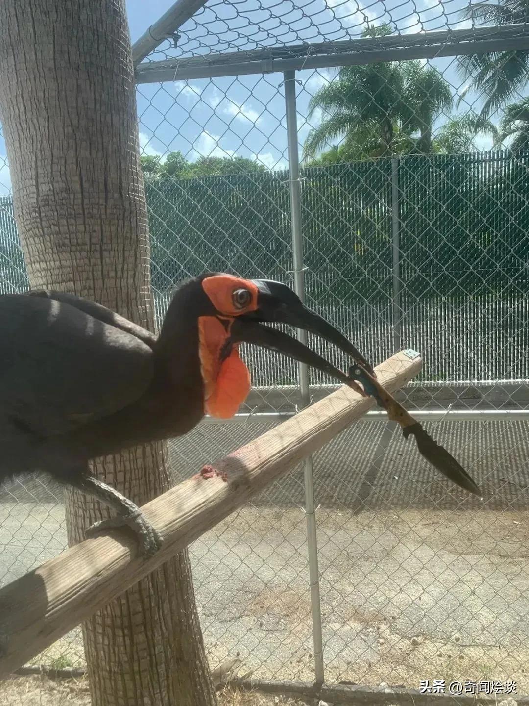 巨蟒捕食真实视频,巨蟒捕食鬣狗视频大全