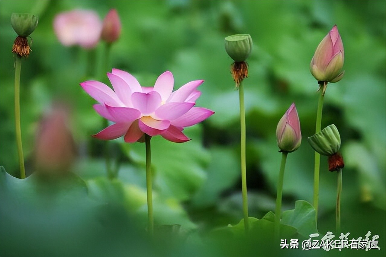 荷花绽放美如画夏日赏荷正当时,入夏荷花香赏荷正当时