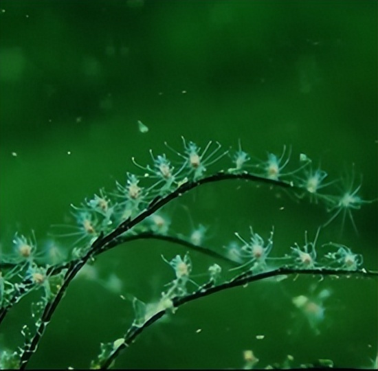 家底大揭秘！深圳究竟有多少“神奇生物”？