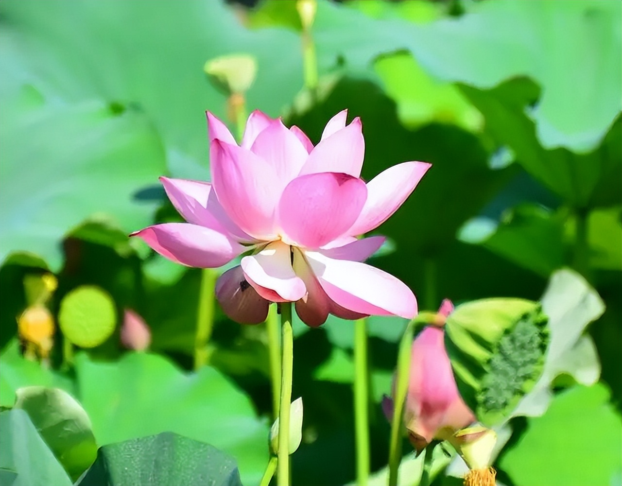 映日荷花别样红荷花的画法,映日荷花别样红古诗讲解