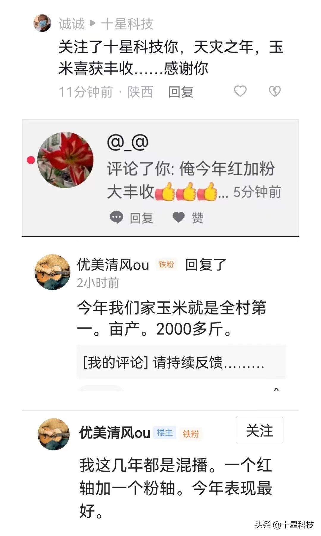 安保丰®京科627:黄淮海的夏玉米,可以随意对比