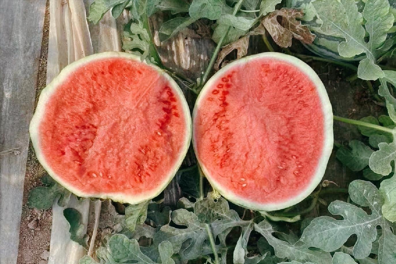 现在的西瓜越来越小,现在哪的西瓜最便宜