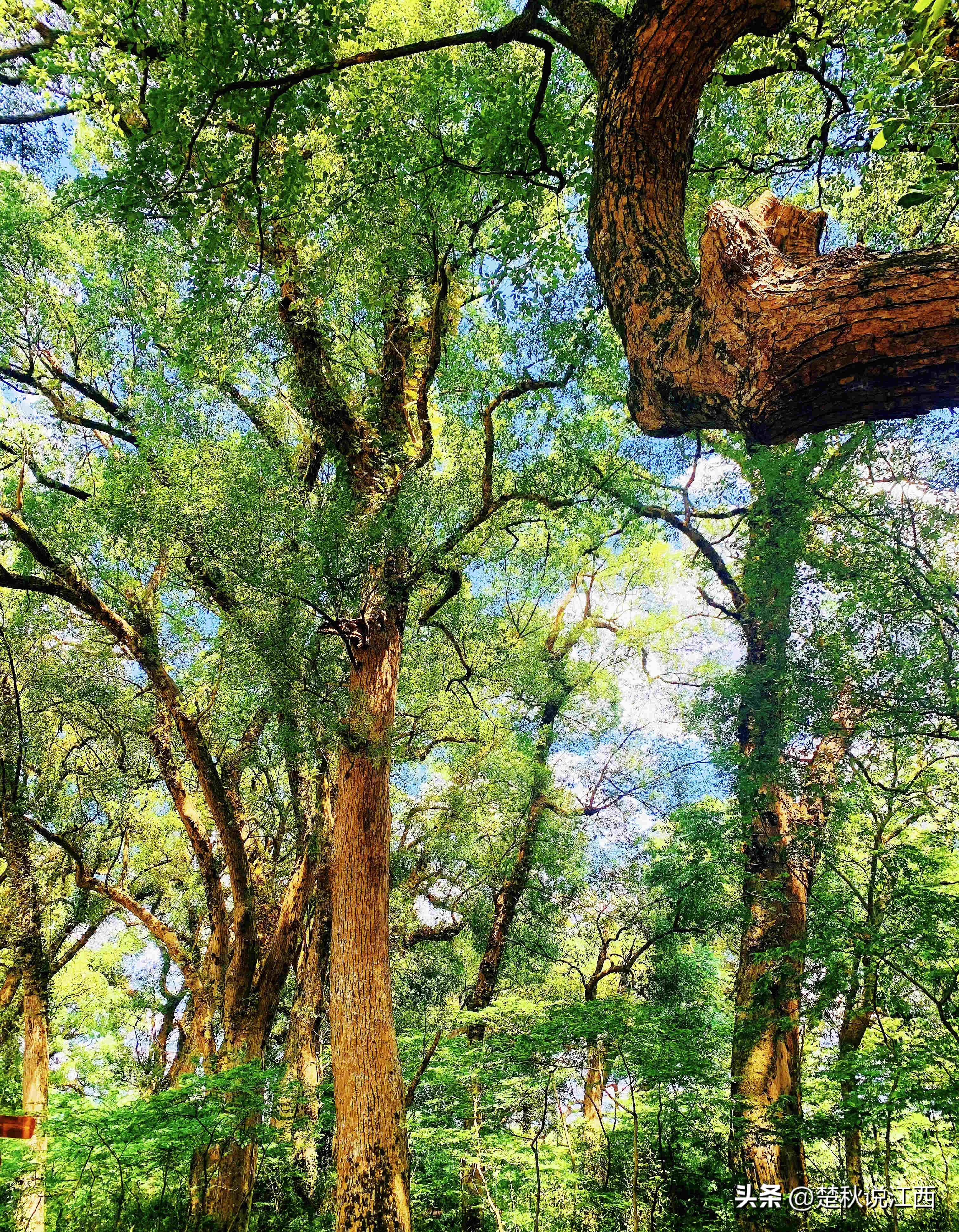 江西樟树第一古樟林,吉尼斯之最古樟树林