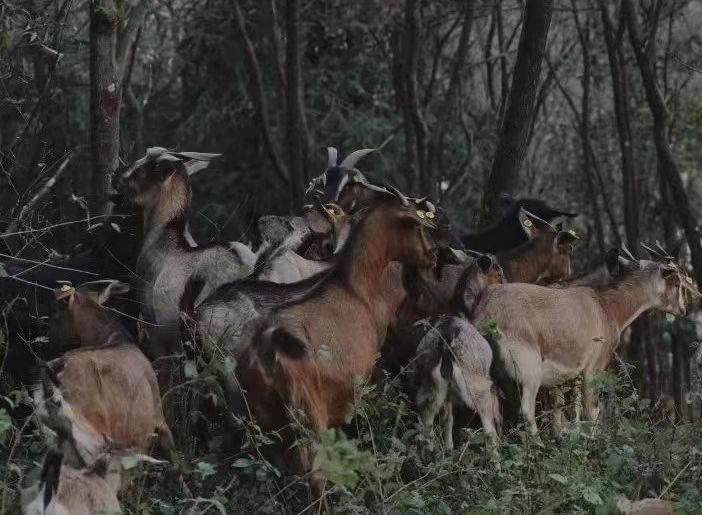 习水黑山羊火锅|来了习水连吃带拿的黑山羊火锅