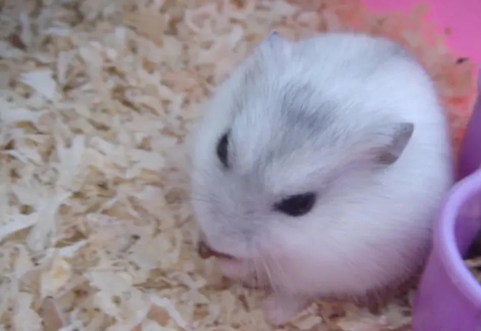 最可爱的宠物有什么仓鼠,仓鼠是最可爱的宠物吗