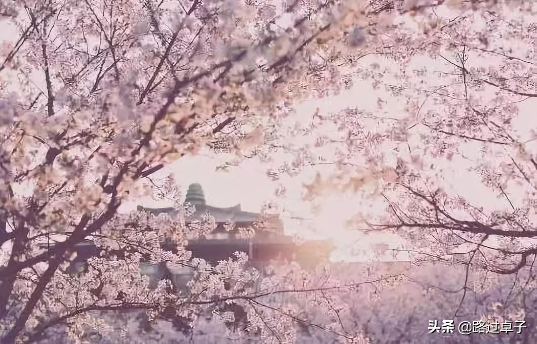 玉兰花樱花梅花,玉兰花桃花杏花视频