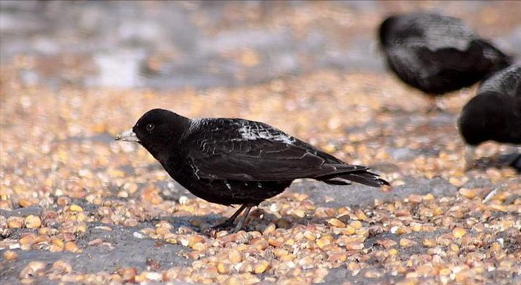 50张最佳鸟类摄影作品,鸟儿大全大图