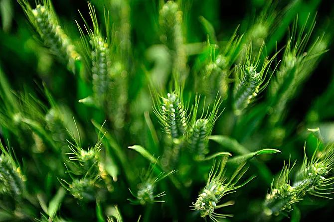 雪花粉″像雪花一样雪白轻盈飞舞吗？一日三餐四季皆有深情厚意