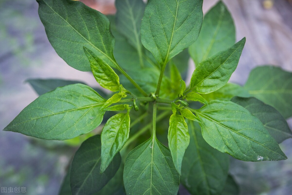 根施和喷施有什么区别,肥料是灌根好还是喷叶面好