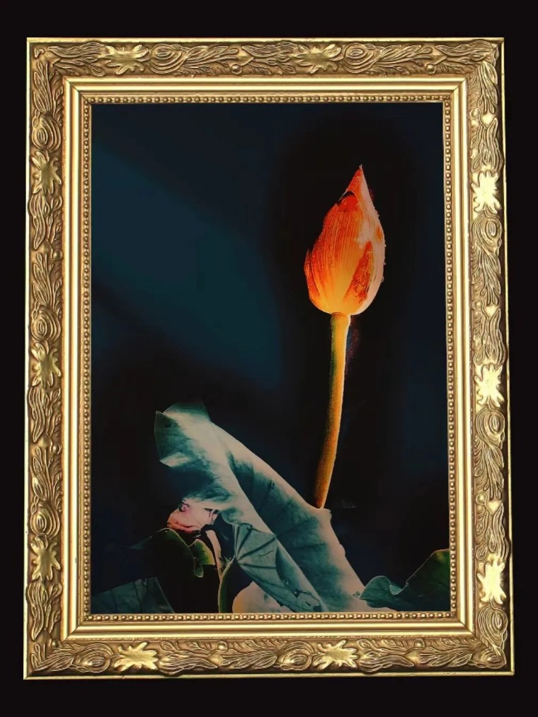 手机拍照：荷香四溢的摄影之旅！（影展点评第656期）