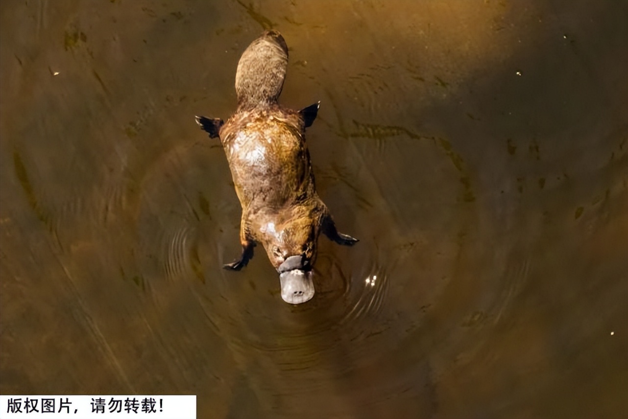 一鸭难求,一鸭难求可达鸭身价暴涨