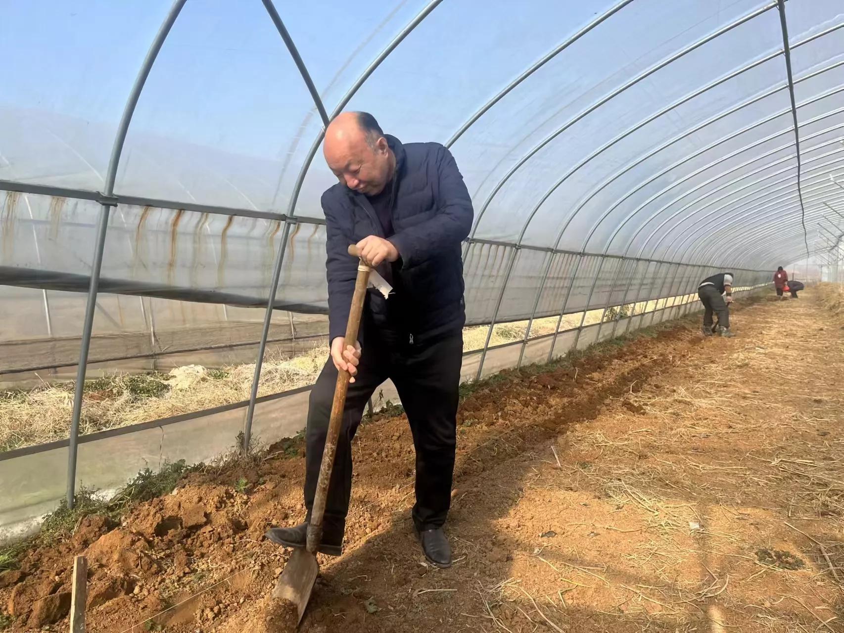 食用菌专家丁伦保,丁伦保食用菌种植技术