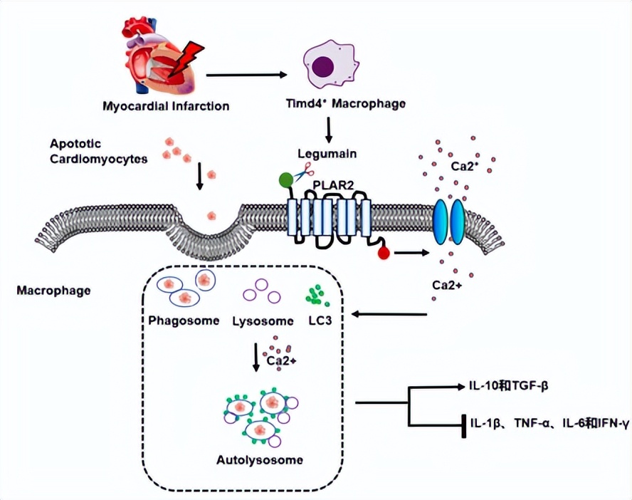 复旦团队发表研究成果,复旦大学最新科研消息